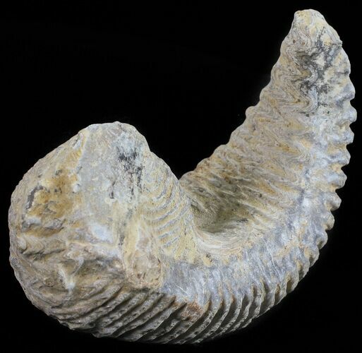Cretaceous Fossil Oyster (Rastellum) - Madagascar #54449